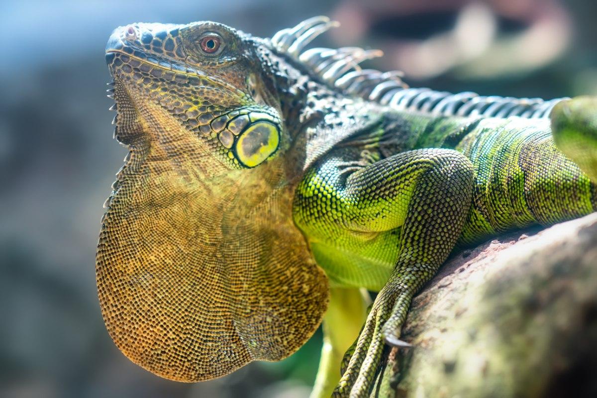 Green Iguana - Iguana iguana