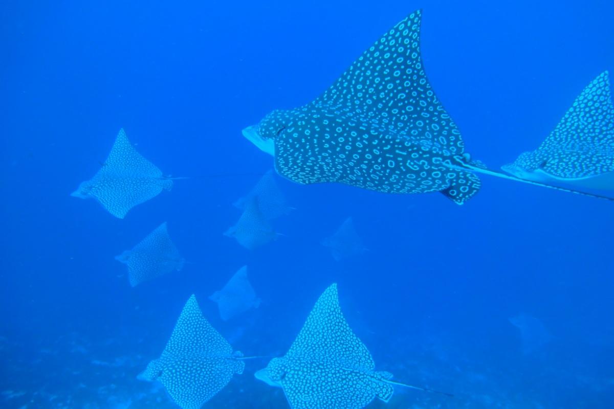 Spotted eagle ray migration watch