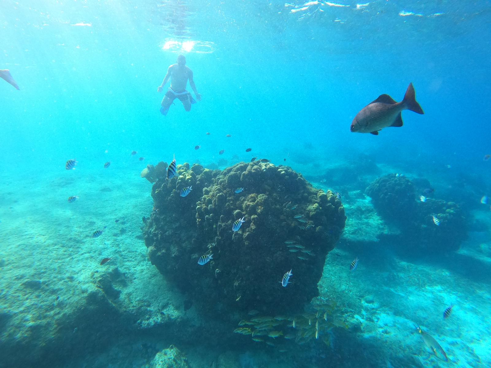Snorkel con Bavarian Fiesta