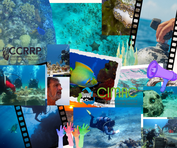 Volunteer Scuba Diving Programs in Cozumel: Dive with Purpose