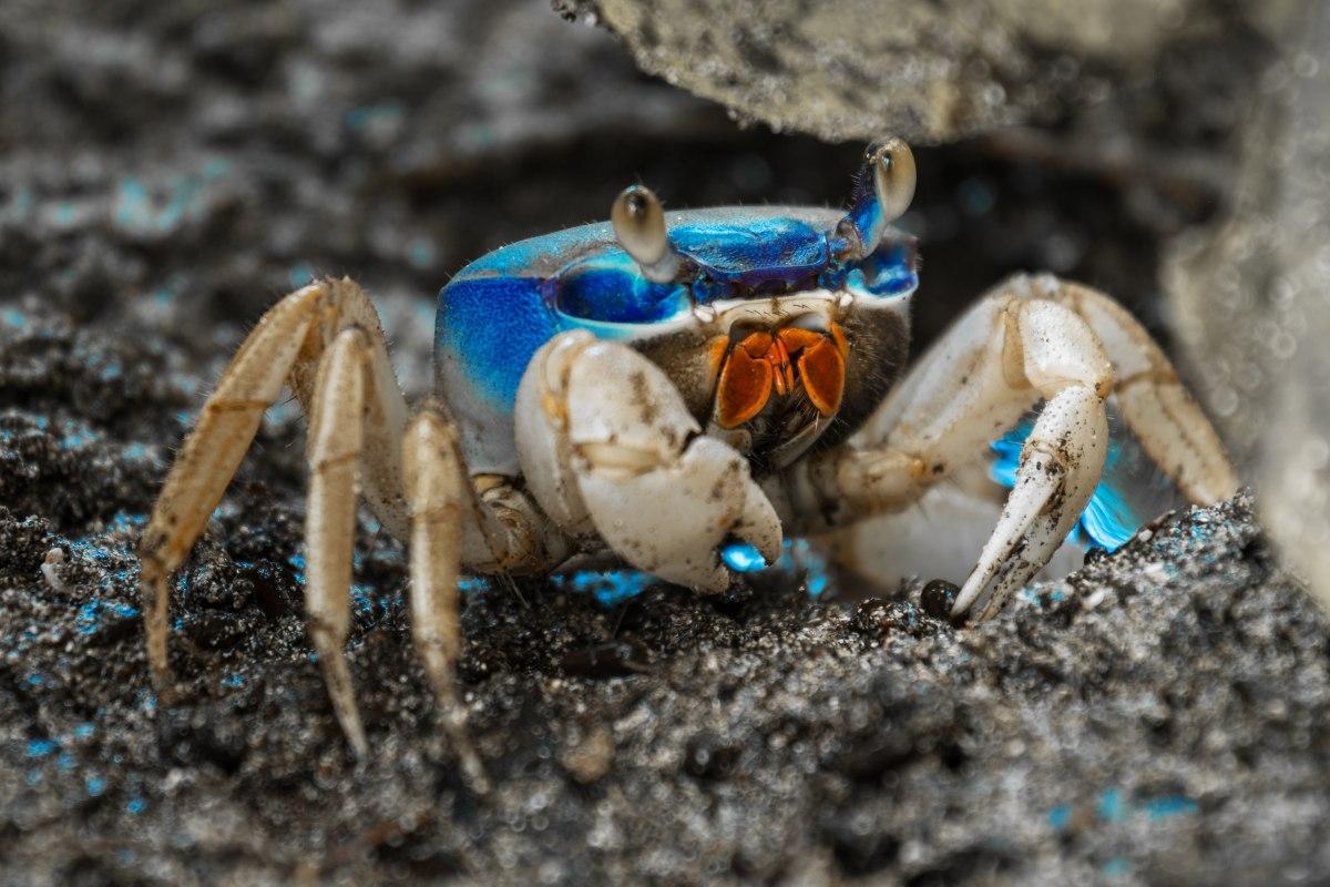 Blue crab Cardisoma guanhumi