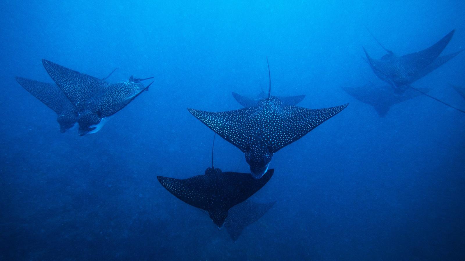 Spotted Eagle Rays in Cozumel: Season, Migration & Diving