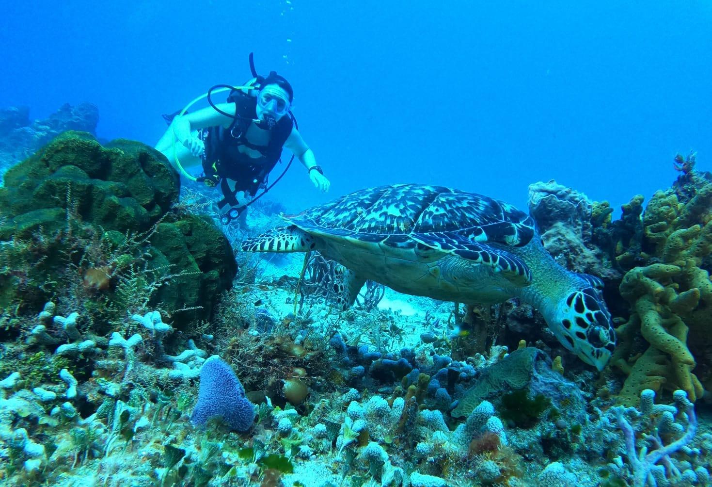 Dive into the Depths: Unveiling the Wonders of Scuba Diving in Cozumel Island