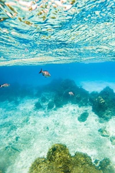 Pepe Scuba Dive Shop PADI & Excursions