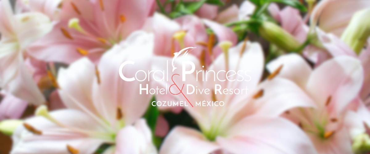 Coral Princess Hotel & Dive Resort en Cozumel