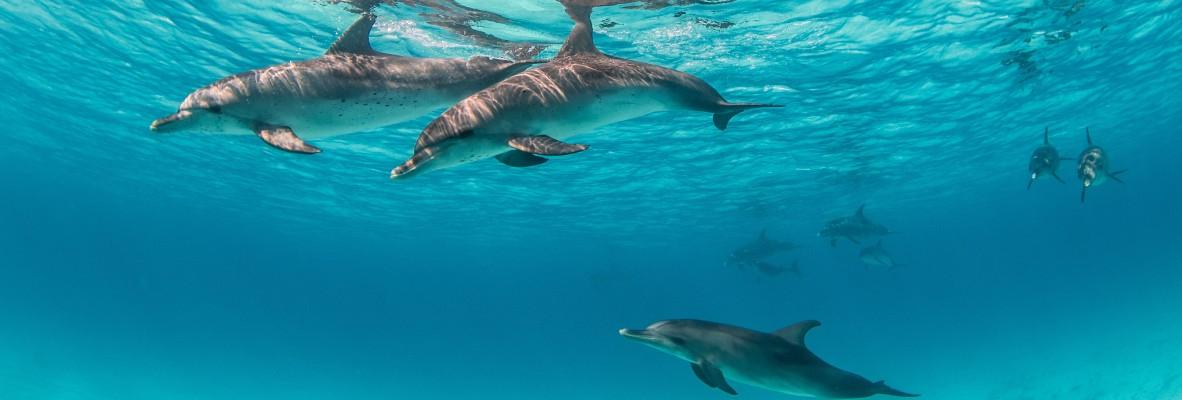 Explore the Natural Wonders of Cozumel Island: A Paradise Awaits