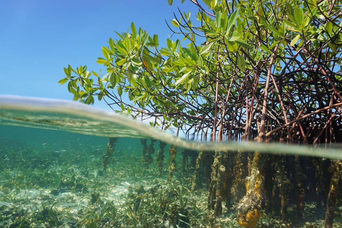 Red mangrove - Rhizophora mangle
